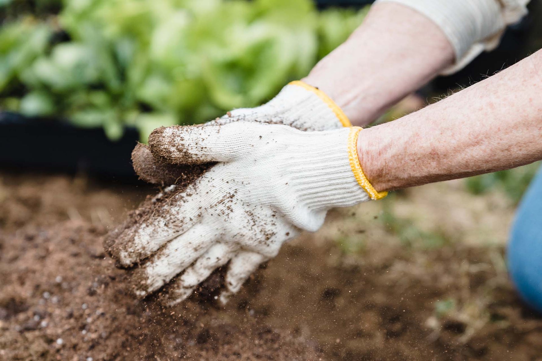 Waarom je juist nu je bloembollen moet planten voor mooie bloemen in het voorjaar