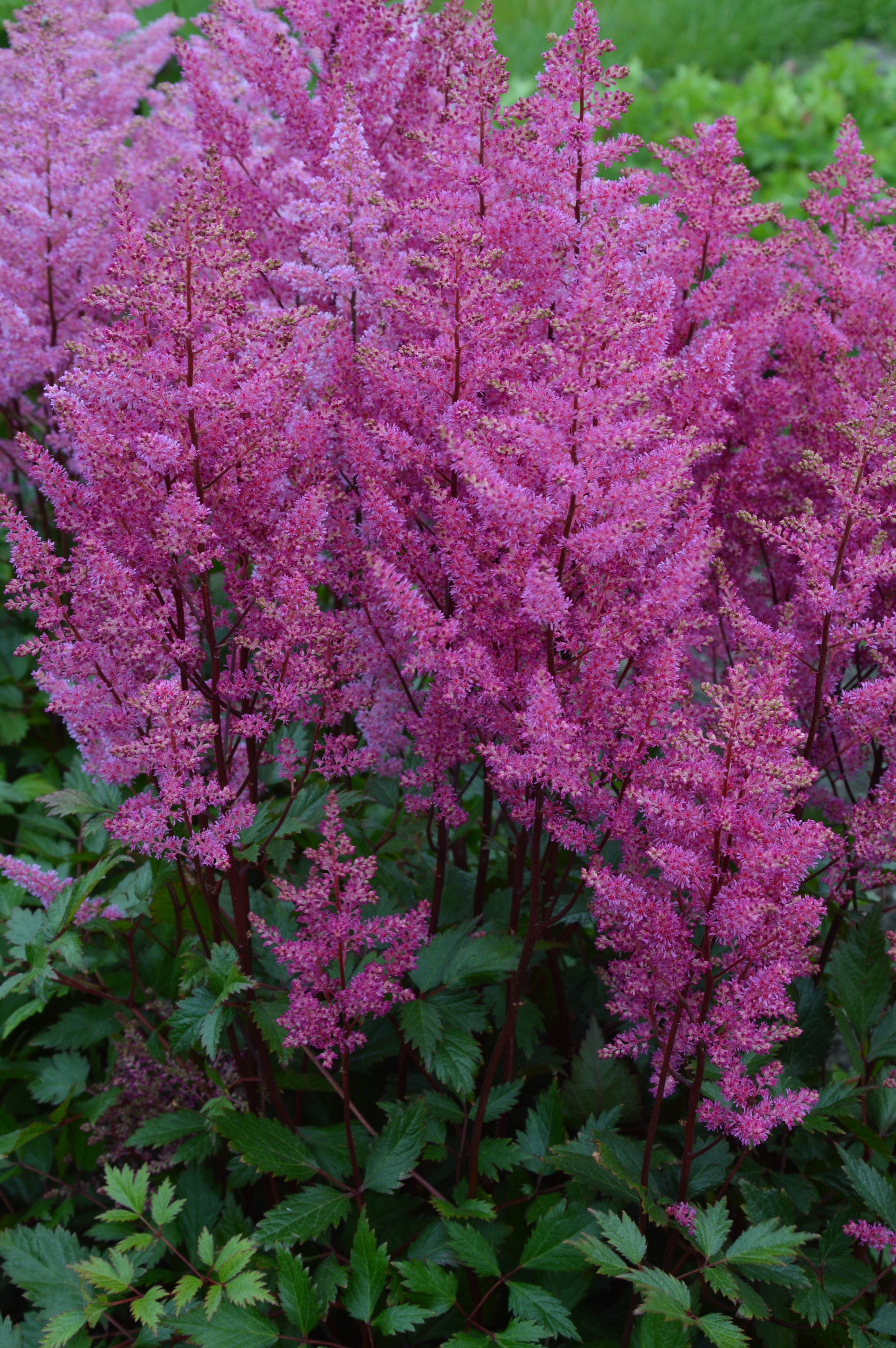 Astilbe