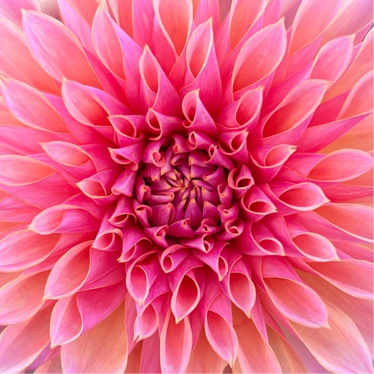 Dahlia's