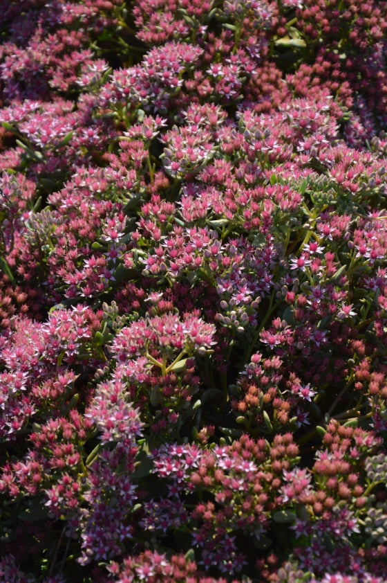 Sedum