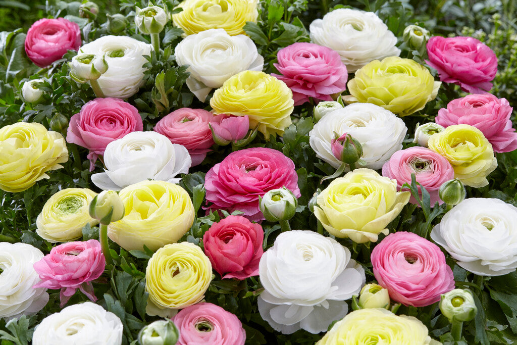 Ranunculus