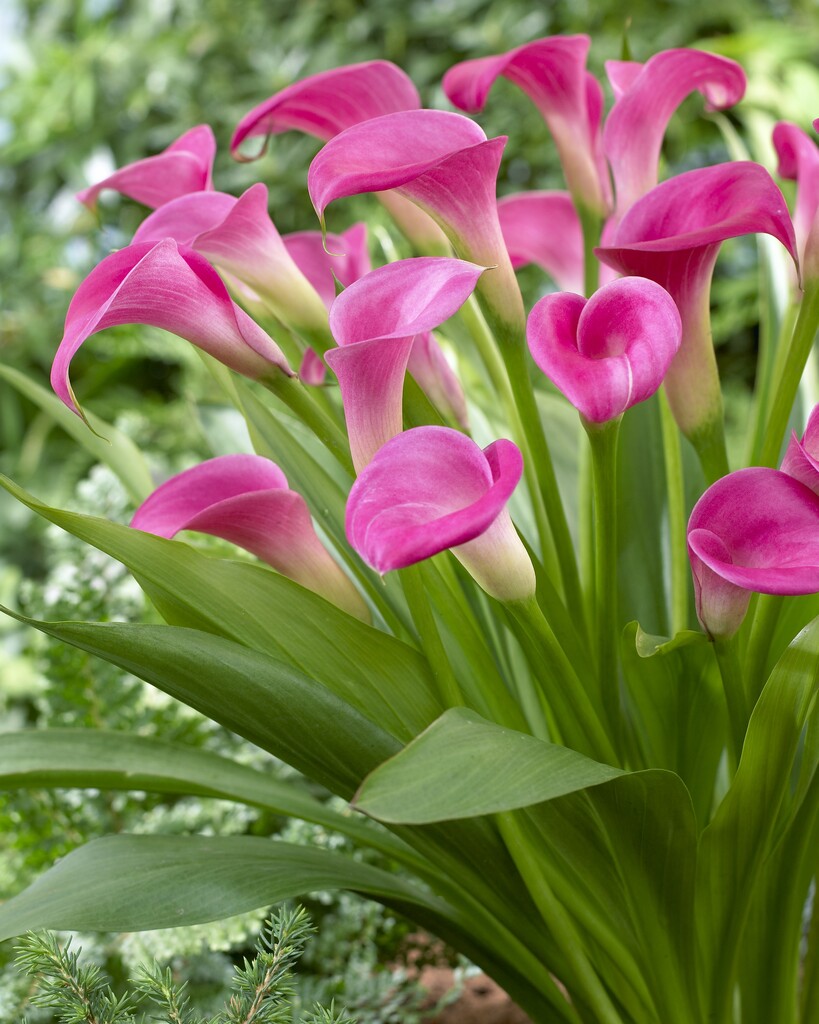 Zantedeschia