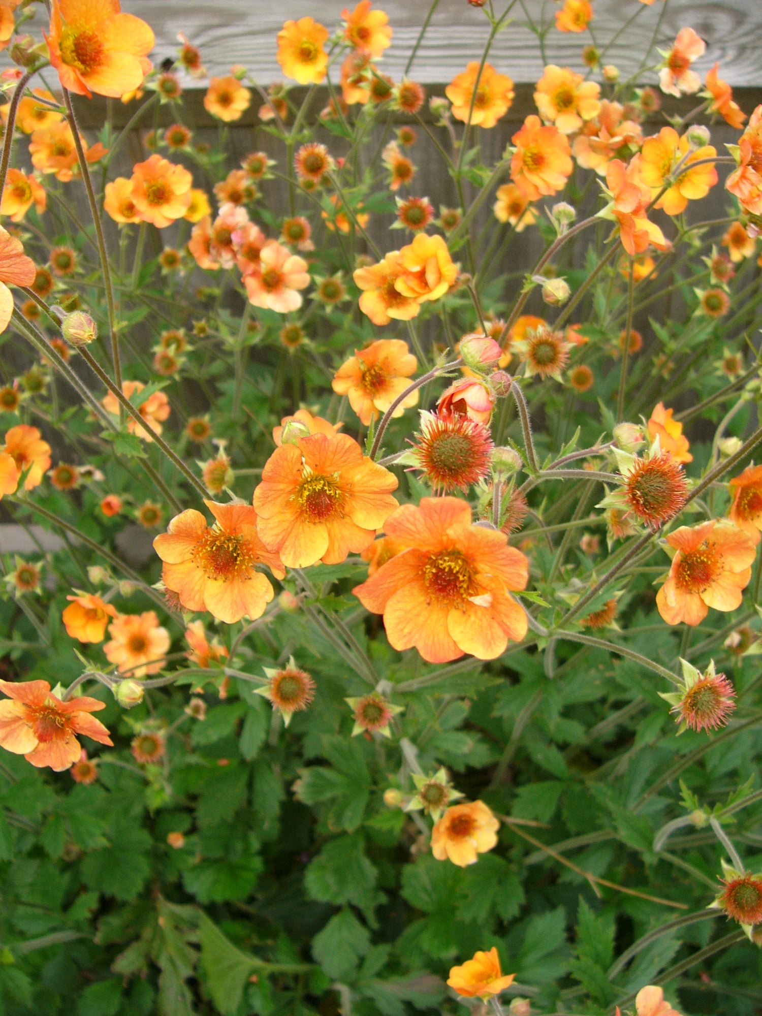 Geum Totally Tangerine