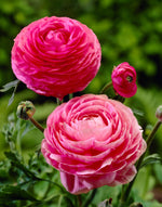 Ranunkeln Rosa