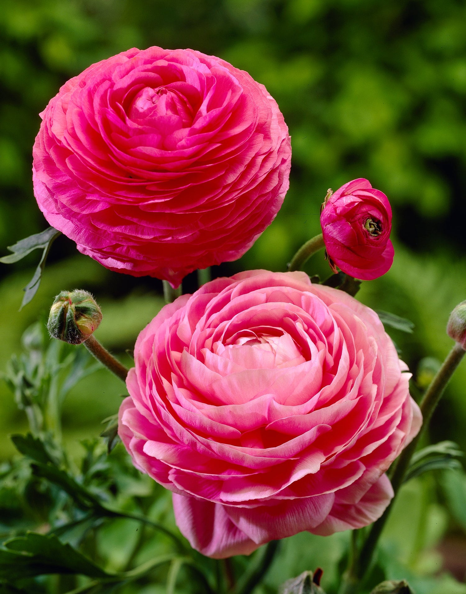 Ranunkeln Rosa