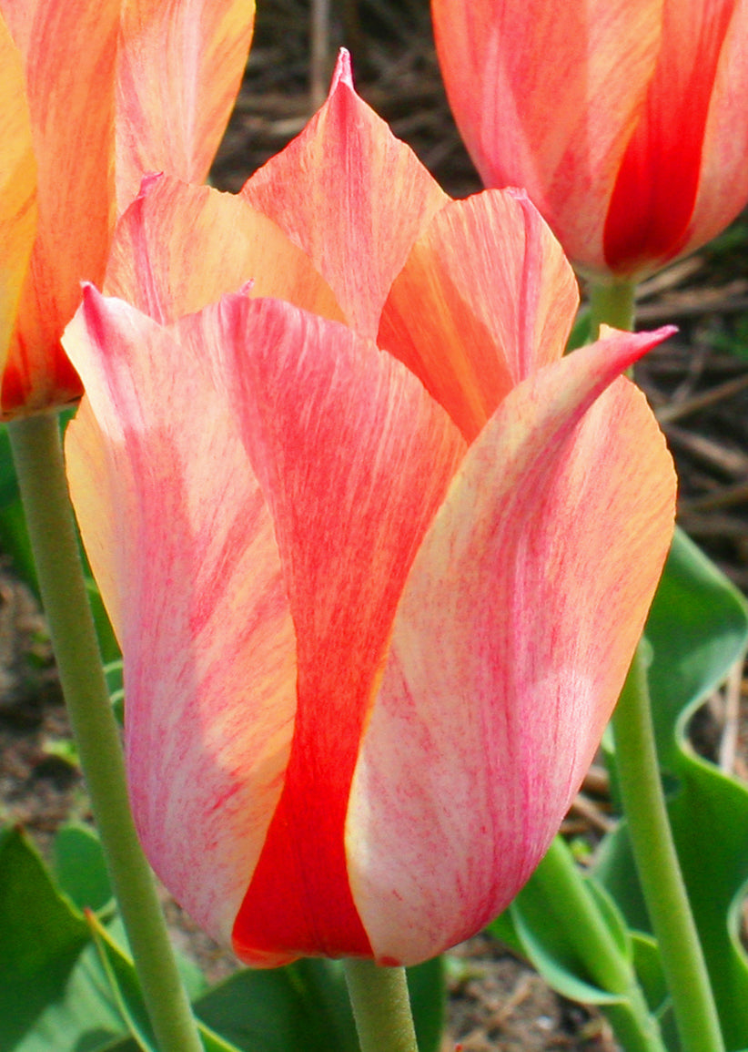 Tulipa-Tempel der Flammen