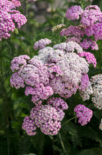 Achillea Apfelblüte XL