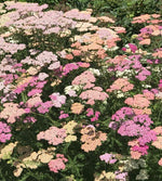 Achillea Sommerpastell XL