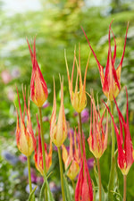 Tulipa Acuminata