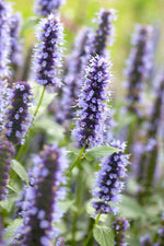 Agastache Blue Fortune