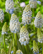Muscari Alaska