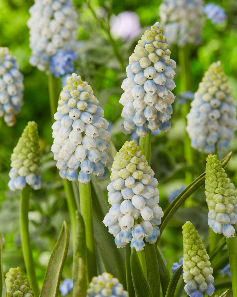 Muscari Alaska