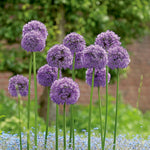 Allium Gladiator