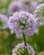 Allium sen. Montanum