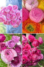ranunculus amandine collectie