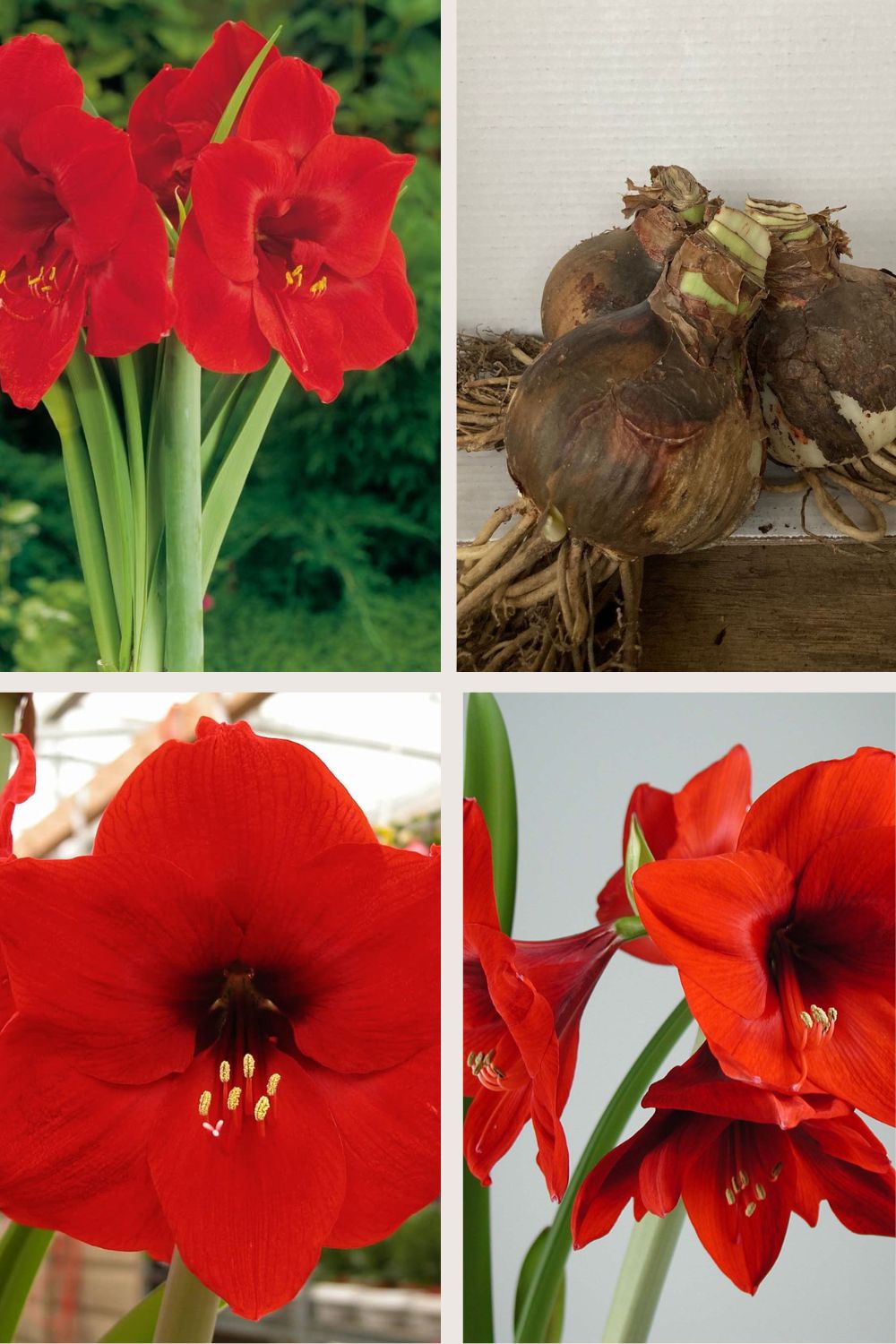 Amaryllis Red Collection 3 pieces