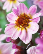 Dahlia American Pie