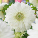 Anemone Fullstar Pure White