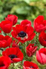 Anemone Hollandia