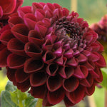 Dahlia Arabian Night