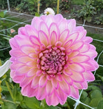 Dahlia Arbatax