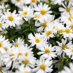 Aster Schneekissen XL