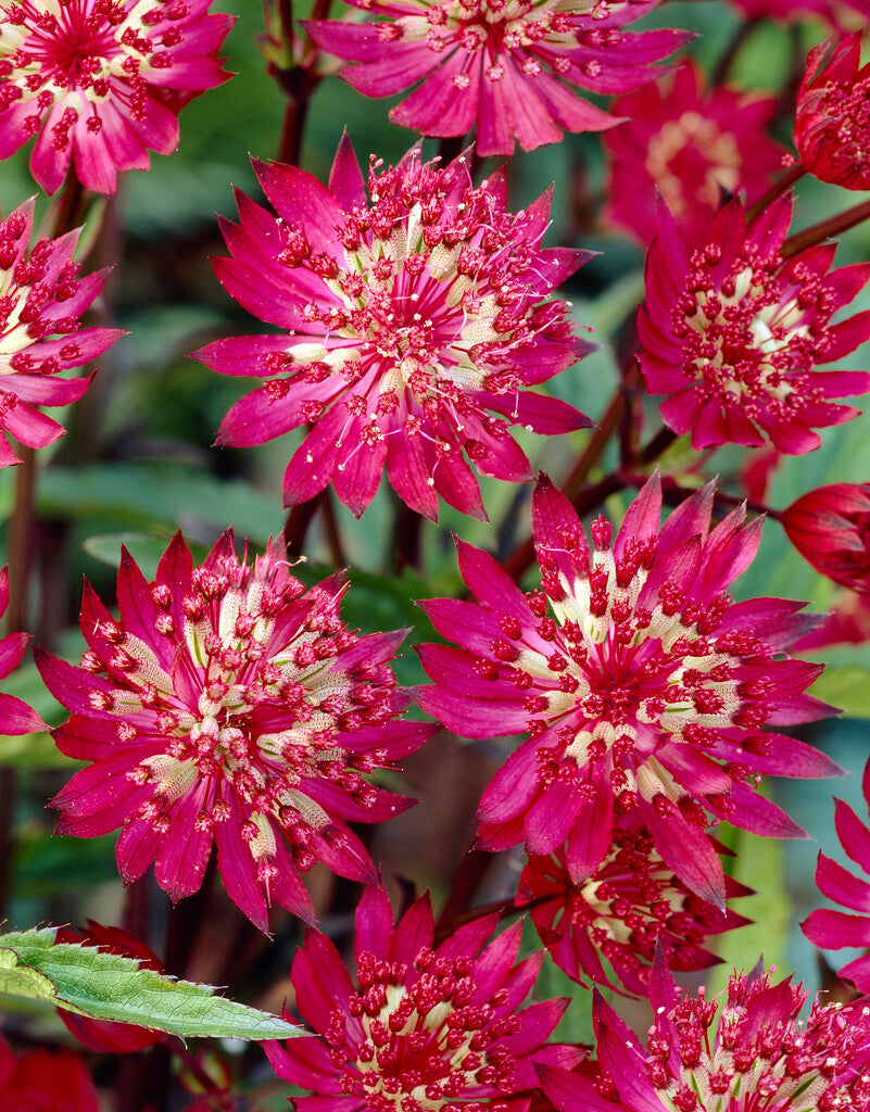 Astrantia Major Claret