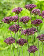 Allium Atropurpureum