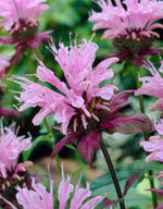 Monarda Beauty of Cobham XL
