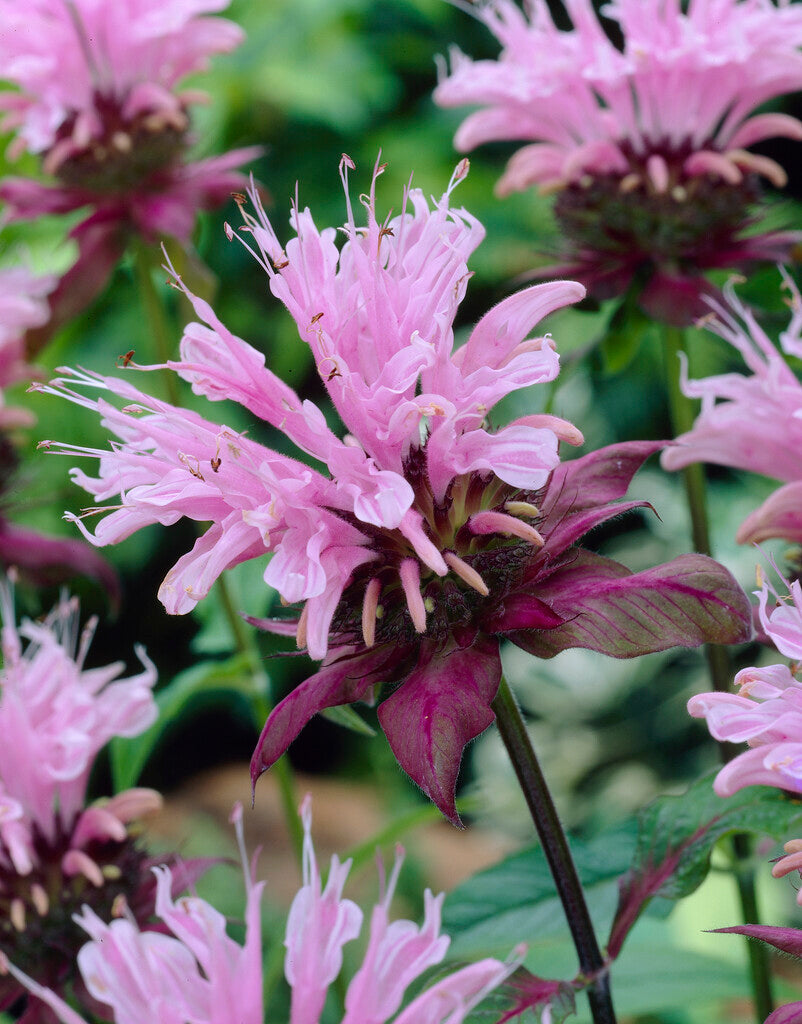 Monarda Beauty of Cobham XL