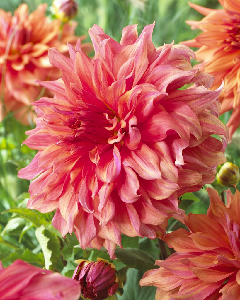 dahlia belle of barmera