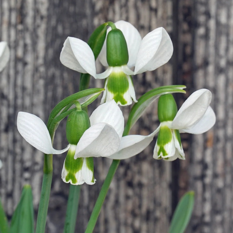 Galanthus Elwesii Beluga