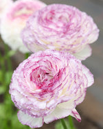 Ranunculus Bianco Striato 303IP