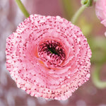 Ranunculus Bianco Striato 48-14
