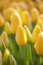 Tulpe Big Smile