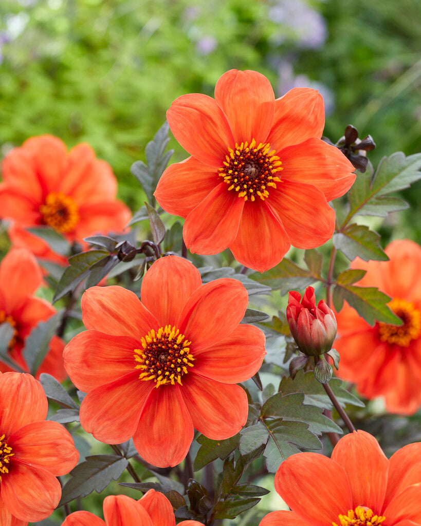 dahlia bishop of oxford