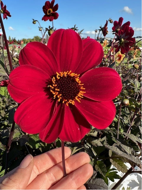 Dahlia Bishop of Auckland