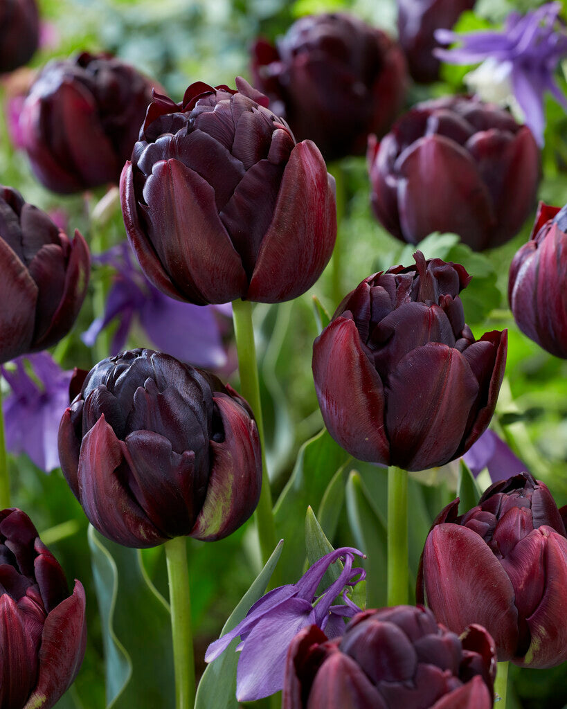 Tulipa Black Hero