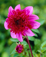 Dahlia Blue Bayou