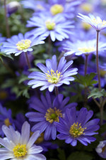 Anemone Blanda Blautöne