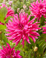 Dahlia Blues Diamond