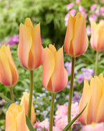 Tulipa Blushing Lady