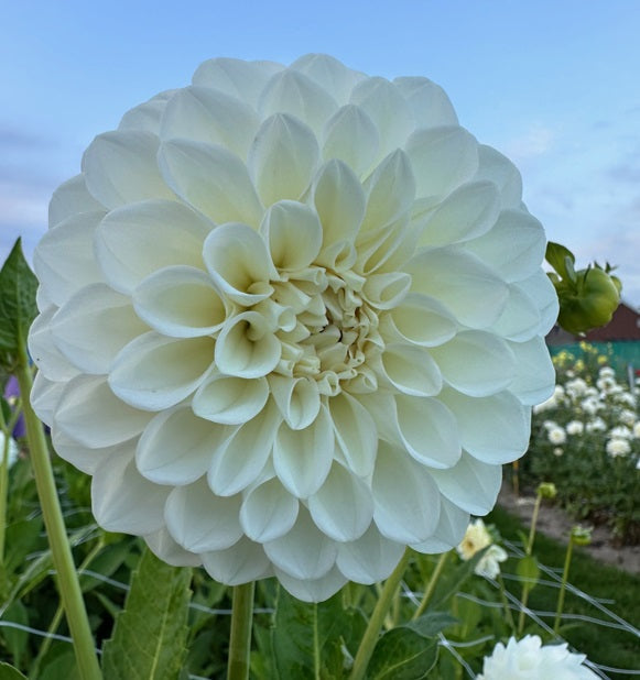 Dahlie Boom Boom White