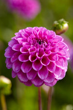 Dahlia Boy Scout