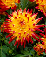 Dahlia Bridge View Aloha