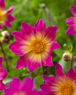 dahlia bright eyes