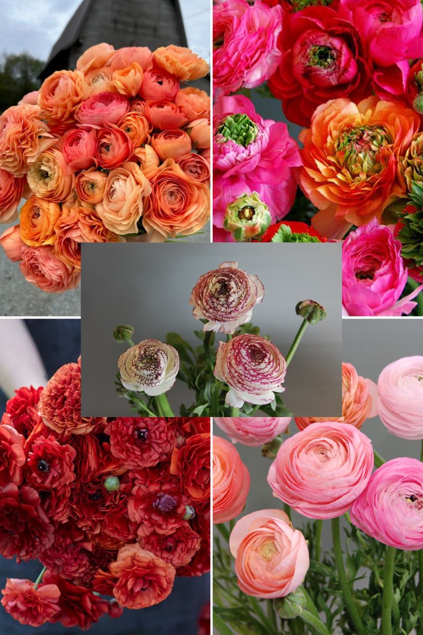 Bulbs4you Ranunculus Collectie