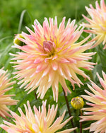 Dahlia Cabana Banana