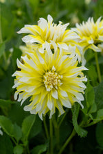 Dahlia Calgary Flames