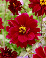 Dahlia Bishop von Canterbury